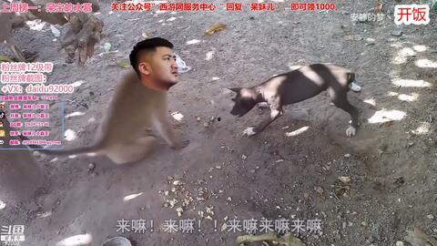 呆狗看爆料视频,爆料视频背后的惊人真相